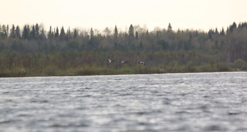 В Коми в заказнике "Дон-ты" зафиксировано трехкратное сокращение популяции краснокнижных серых журавлей