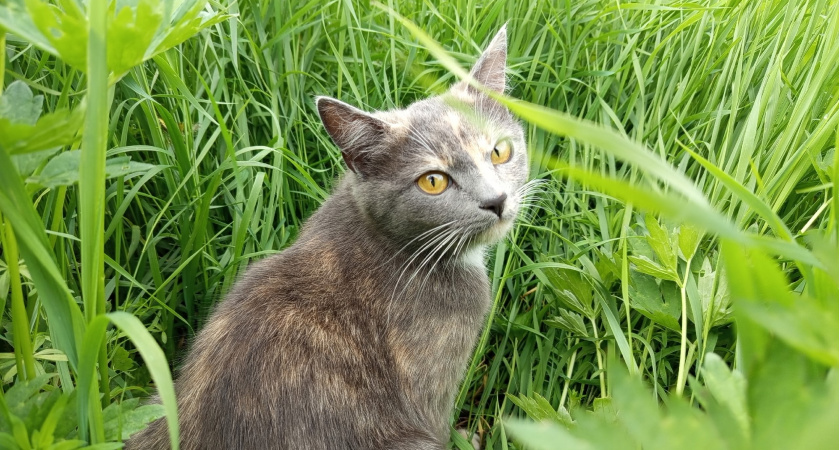 Сколько раз в день нужно кормить кошку - запомните раз и навсегда