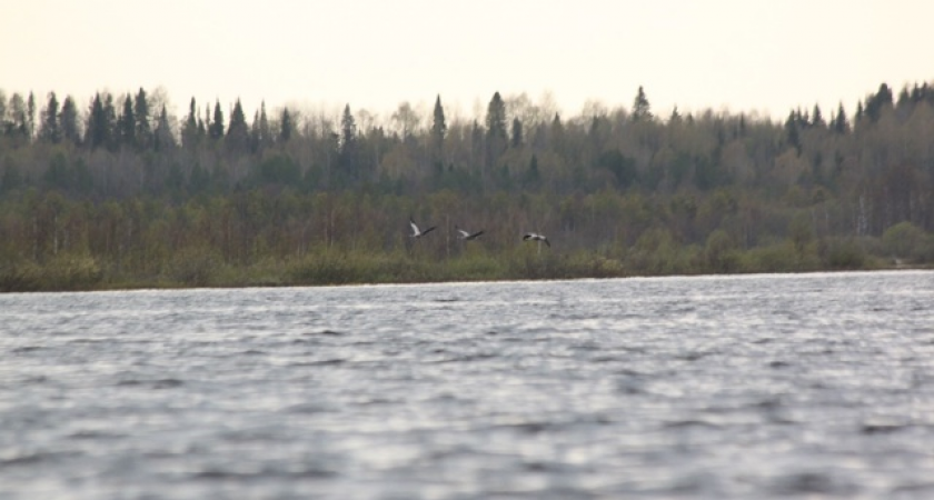 В одном из заказников Коми зафиксирован низкий уровень размножения серых журавлей
