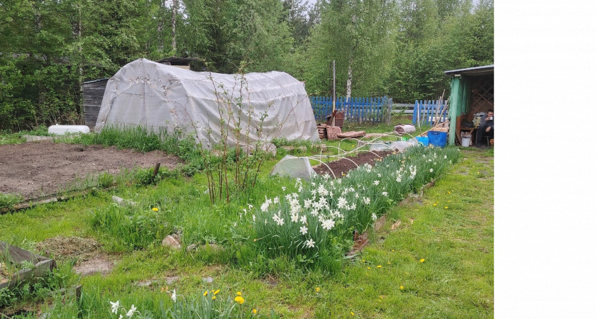 Осенью вместо горчицы сею этот супер сидерат - проволочника и фитофтору счищает вмиг: после картошки и томатов идеально