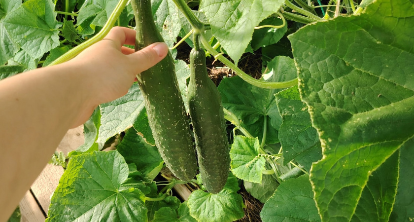 Уксус - лучший помощник огурцам в августе: плоды не желтеют, листья сохраняют зеленый цвет - урожай собираем до сентября