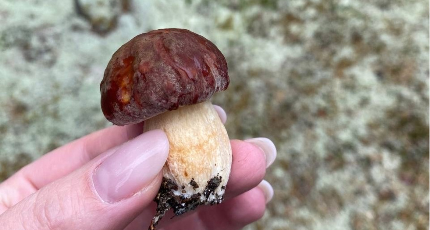 Яд в бульоне. Врач объяснила, из каких съедобных грибов не стоит варить суп — очень опасны