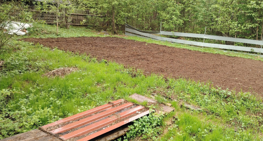 В эти дни выкапывать картошку категорически нельзя: урожай насмарку – народные приметы