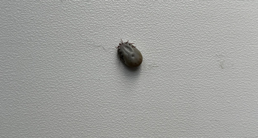 «7 запахов, которые клещи ненавидят»: Больше они меня не беспокоят! Знакомый дачник научил избавляться от этих вредных кровососов