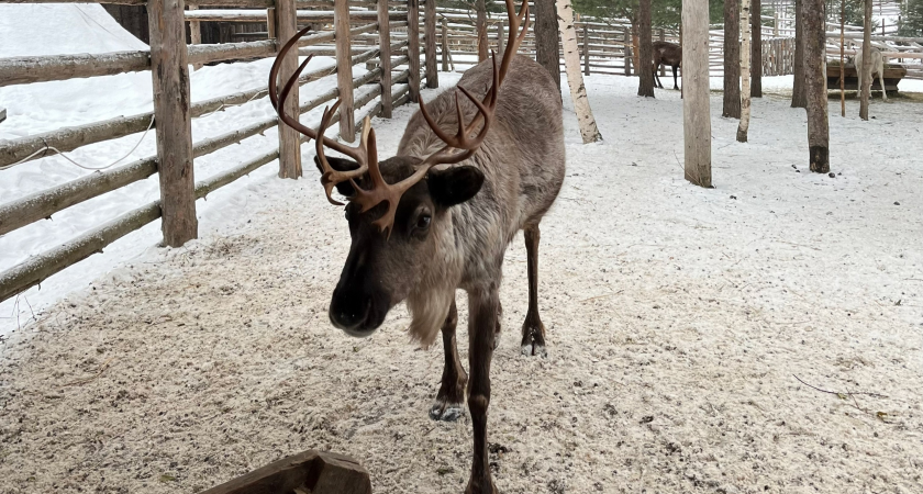 В Коми направят 4,5 миллиона на спасение северных оленей