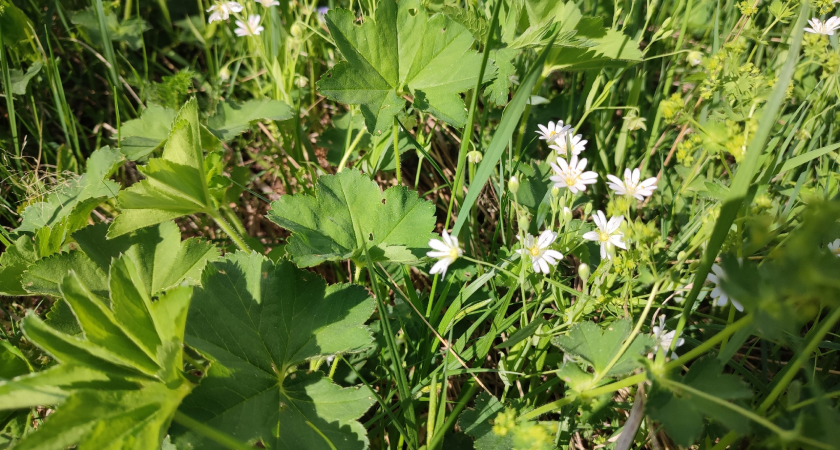 Коми встречает конец недели переменчивой погодой