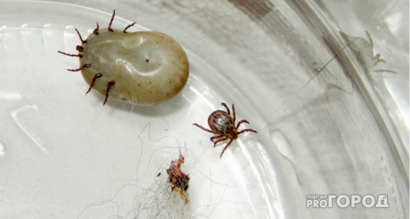 10 запахов, которых клещи боятся, как огня: Знакомый егерь раскрыл секреты, как скрыться от опасных кровососов