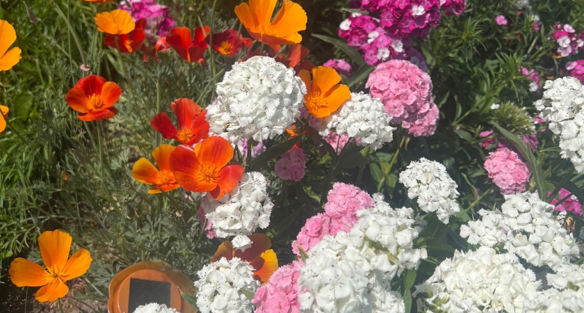 Идеальны для осенней посадки: 3 многолетника, которые советую обязательно посадить в сентябре на следующий год