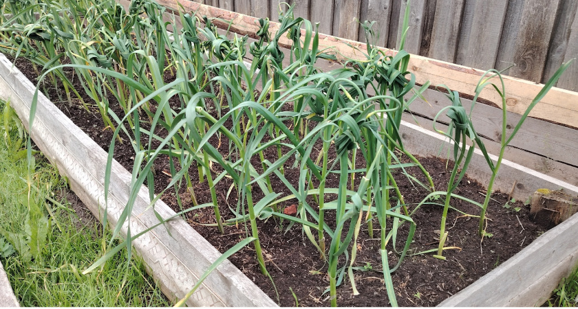 Как выращивать чеснок на одном и том же месте много лет: секреты получения богатого урожая чеснока на маленьком дачном участке