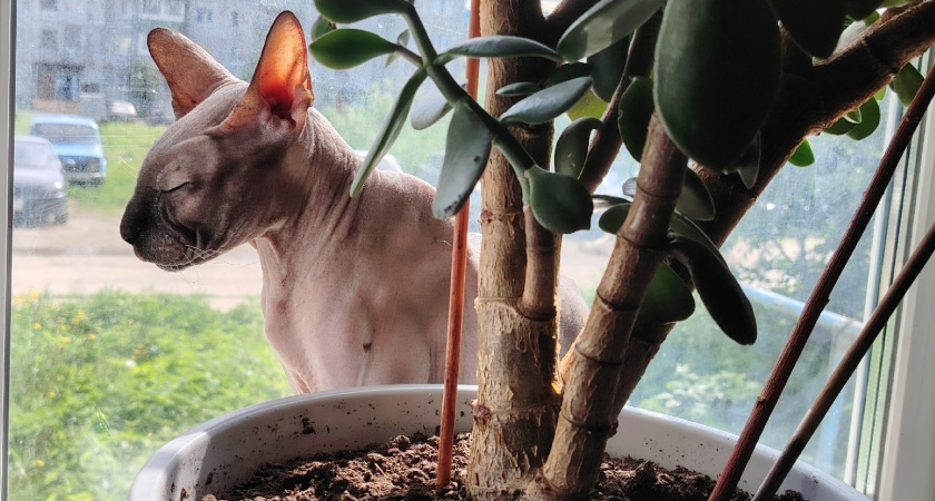 1 пакетик в кипяток и окна сияют ярче, чем после клининга: 6 месяцев без разводов