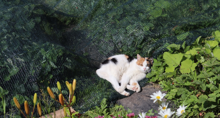 Какие знаки подают кошки перед приходом в дом большой беды