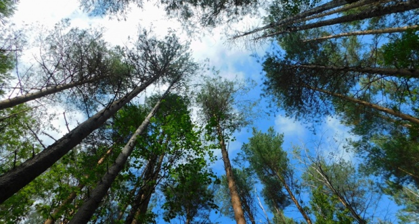 Рослесхоз оценил лесное хозяйство Коми