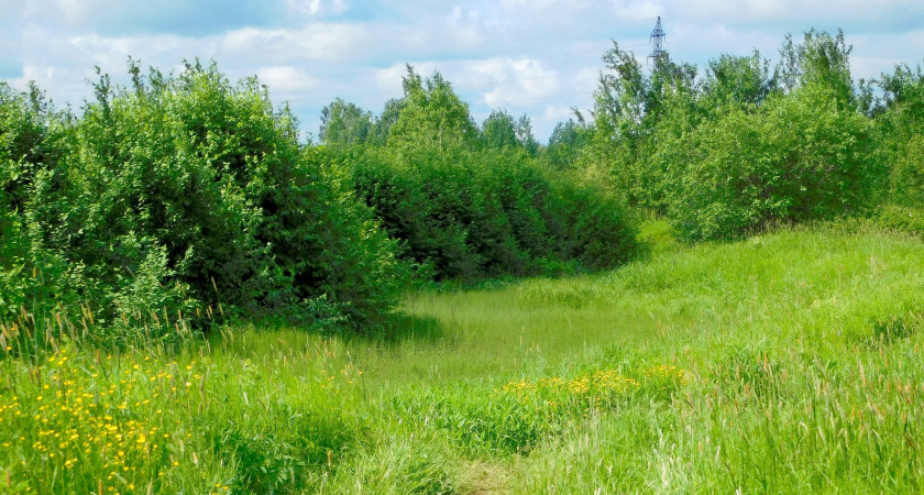 В Республике Коми введены ограничительные меры из-за черного пятнистого усача