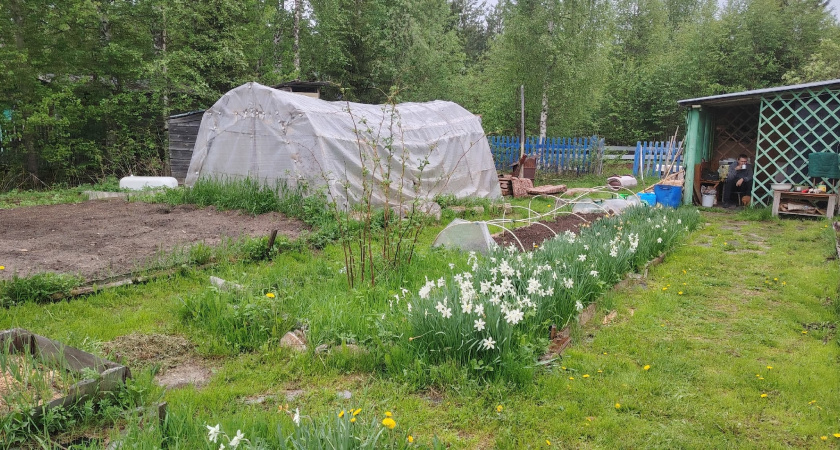 Осенью вместо горчицы сею этот супер сидерат - проволочника и фитофтору счищает вмиг: после картошки и томатов идеально