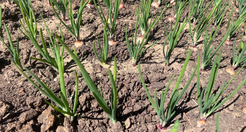 Главный секрет успешной просушки лука, чтобы лук не гнил и хранился до следующего урожая