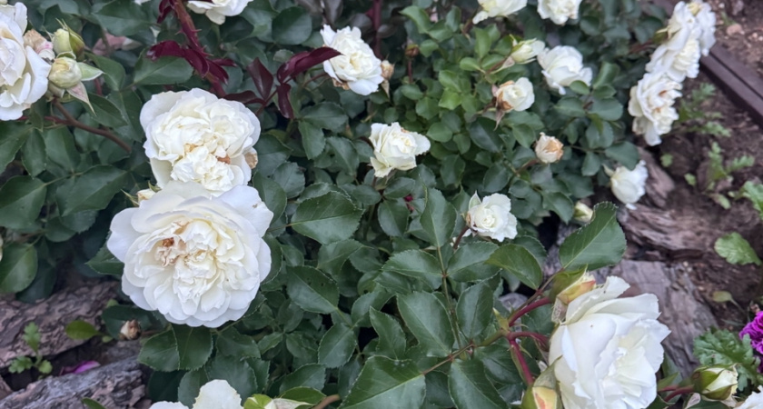 Уже лет 5 обрезаю розы осенью дедовским способом за 20 минут: 5 простых движений секатором заменяют вредную химию