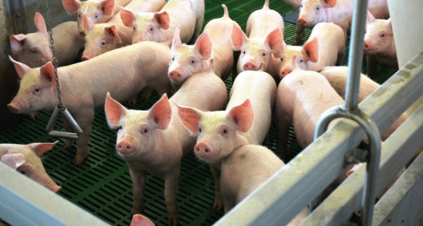 В Коми выросло поголовье свиней и птицы, а также производство мяса и молока