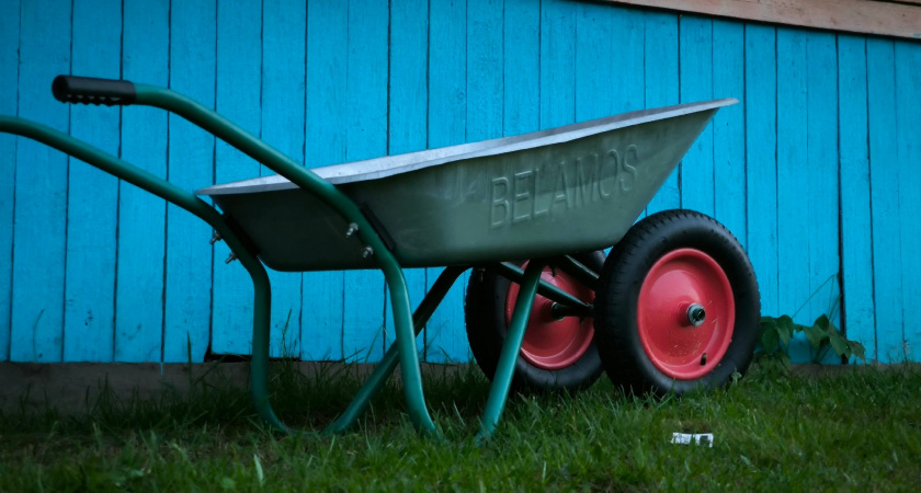 Лучше бы не сажал! - 5 деревьев, которые погубят ваш участок. Не высаживайте данные породы, если хотите сохранить урожай и жалеть