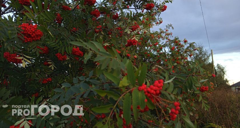 В Коми пришло бабье лето: 3 сентября синоптики обещают +17 градусов