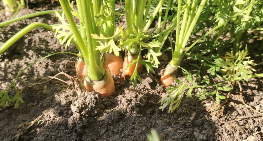 Пусть морковь хранится долго. Что мы делаем не так после уборки: 3 наши ошибки и маленьких нюанса, и как лучше готовить морковку к хранению