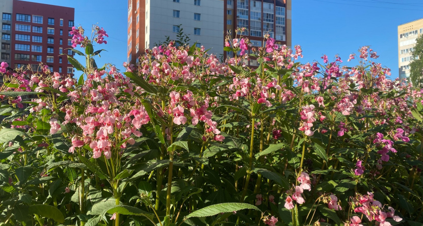 6 сентября солнце подарит всей территории Коми летнее тепло