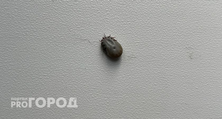 С начала сезона тысячи жителей Коми пострадали от клещей