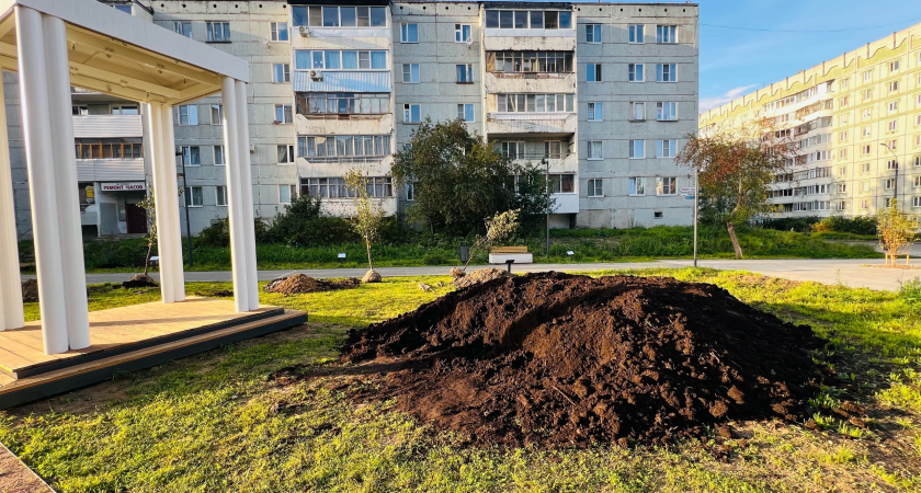 В новой аллее столицы Коми опять пересадили яблони