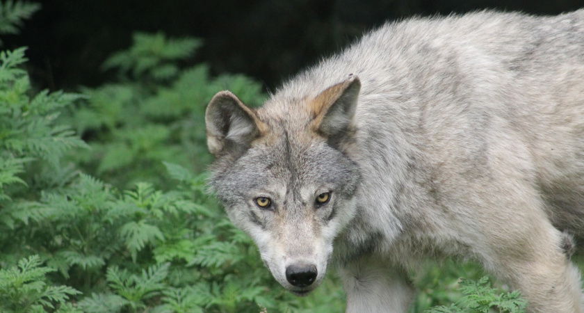 В Коми волки напали на домашнюю собаку во дворе
