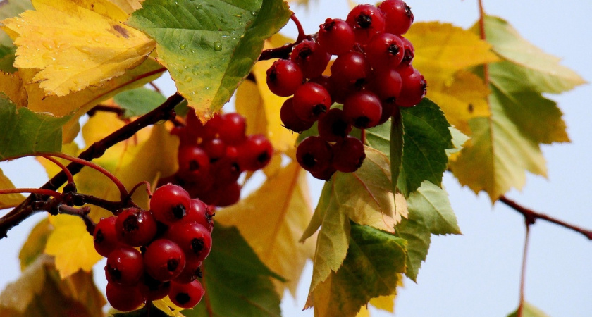 В Коми 9 сентября ожидается теплый день с небольшими дождями на востоке