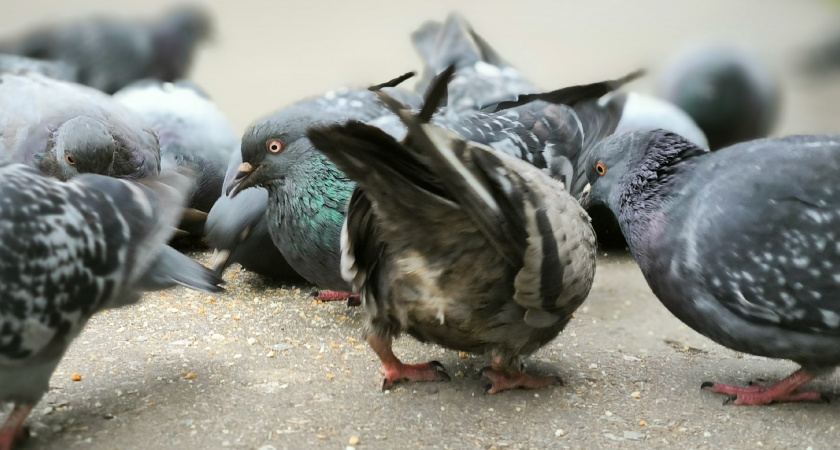 В Сыктывкаре массово гибнут голуби