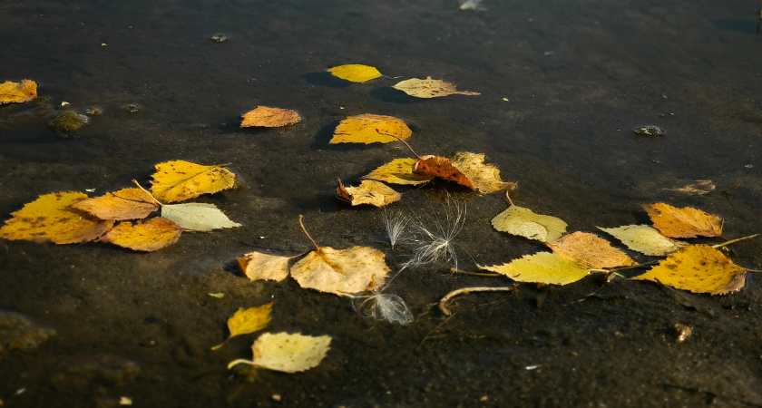 В Республике Коми 10 сентября ожидается прохладная и дождливая погода