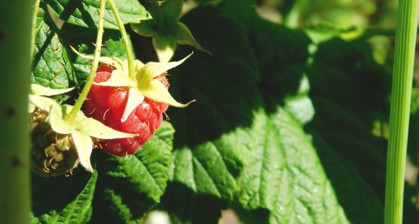 Ремонтантная малина: специальная обрезка на урожай. Агрономы советуют: 3 тонкости - от малины ветки ломятся, и вызревает до заморозков