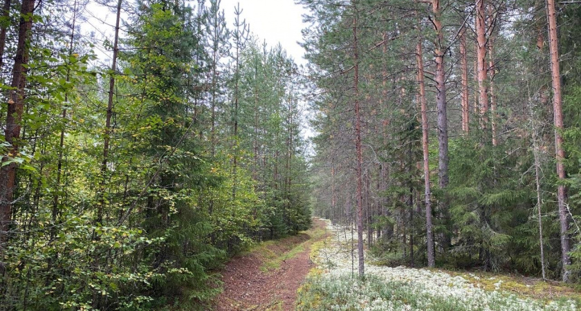 В Коми сократилось количество лесных пожаров