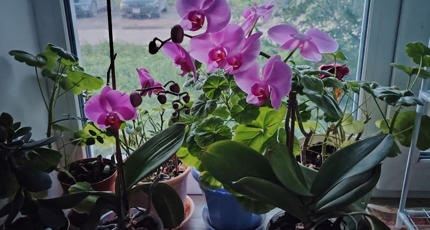 Цветы-вампиры: 10 ядовитых комнатных растений, которые строго запрещено держать в квартире