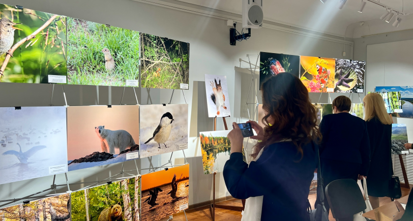 В Сыктывкаре открылась выставка "Фотоохота на заповедных территориях"