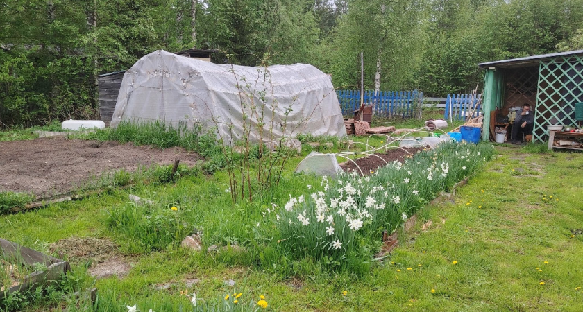 Вливаем отходы в нору — про крота навсегда забываем: как гуманно прогнать назойливого крота с участка