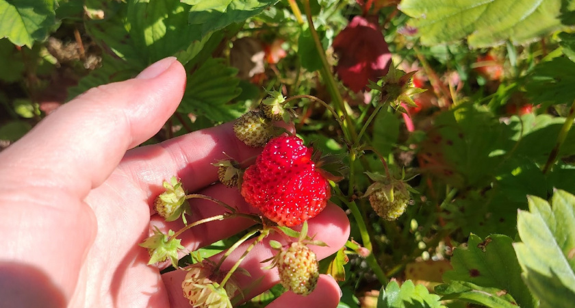 Что сделать с клубникой в сентябре, чтобы на следующий год собрать ведро с куста