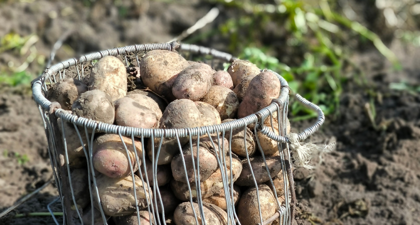 Фермер рубанул правду: почему у нас в 3 раза подорожал картофель