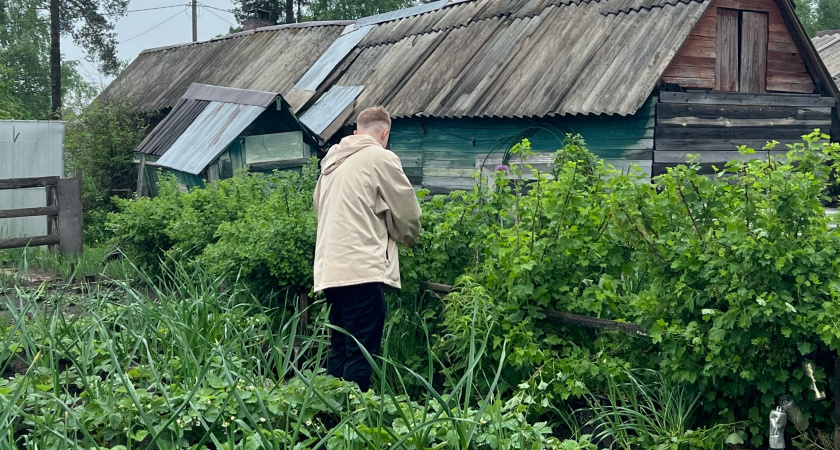 Хуже борщевика: как вредное растение из Америки захватывает Россию и отравляет нам жизнь - нельзя сажать на участке