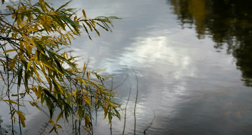 Предприятие в Коми скрыло разлив нефти в реку Колву