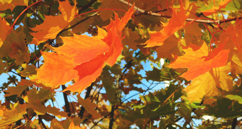 Тепло и почти без осадков: погода 18 сентября порадует жителей Коми