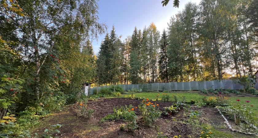 В Коми дачники требуют вырубки деревьев, затеняющих их участки