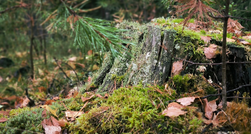 Арктическое вторжение принесет в Коми на следующей неделе низкие температуры и первый снег