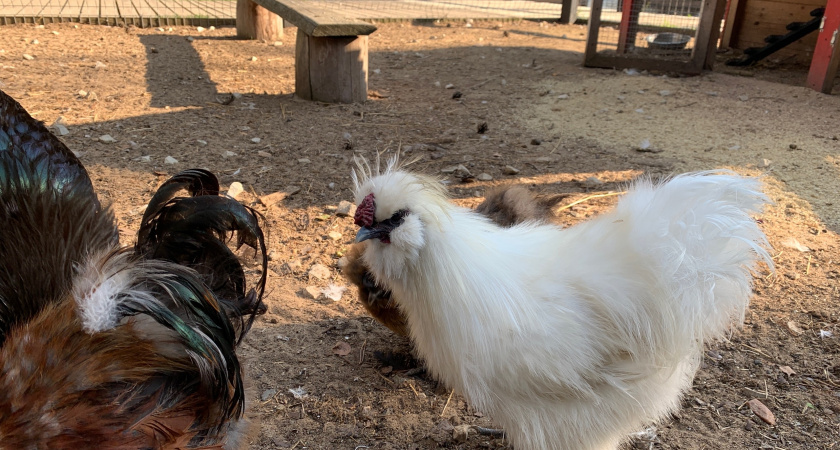 Загадка американских кур: почему мы видели только их окорочка, а остальную часть в РФ не везли. Как вообще выглядели те куры