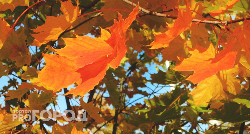 В Коми 22 сентября потеплеет до +20 градусов: синоптики обещают дожди 