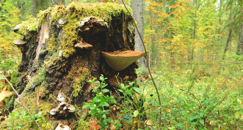 В Коми ввели три карантинные фитосанитарные зоны из-за опасного насекомого 