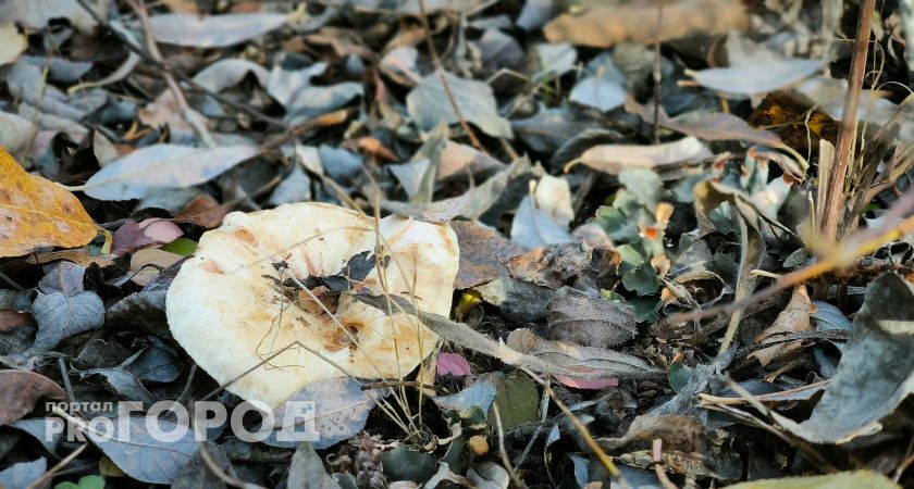 В Коми резко похолодает: 25 сентября синоптики обещают -3 градуса 