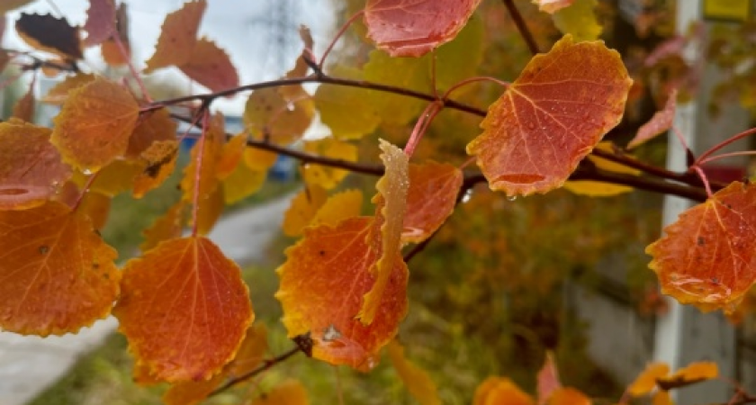 Коми готовится к "дыханию зимы": от тумана до мокрого снега за сутки