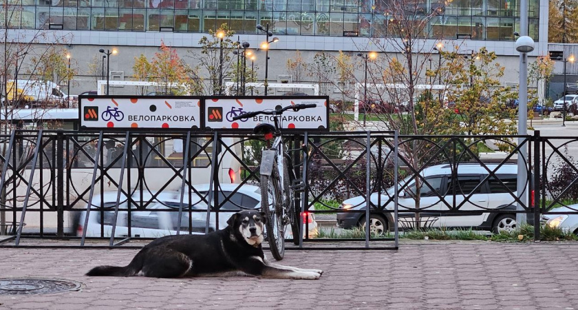 Любят своих хозяев до беспамятства: 4 породы собак, которые будут с вами везде