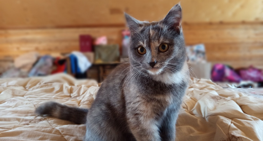 Какие 3 запаха для кошек являются непереносимой вонью